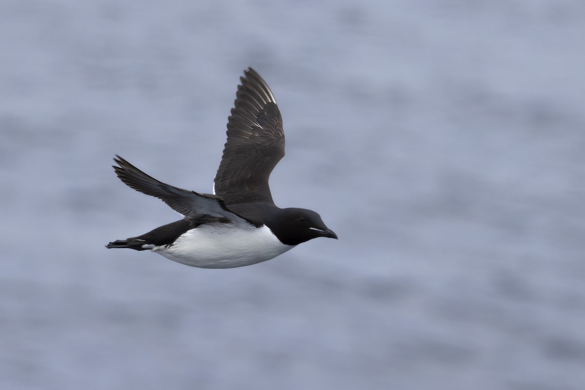 Thick-billed Murre - ML646253281