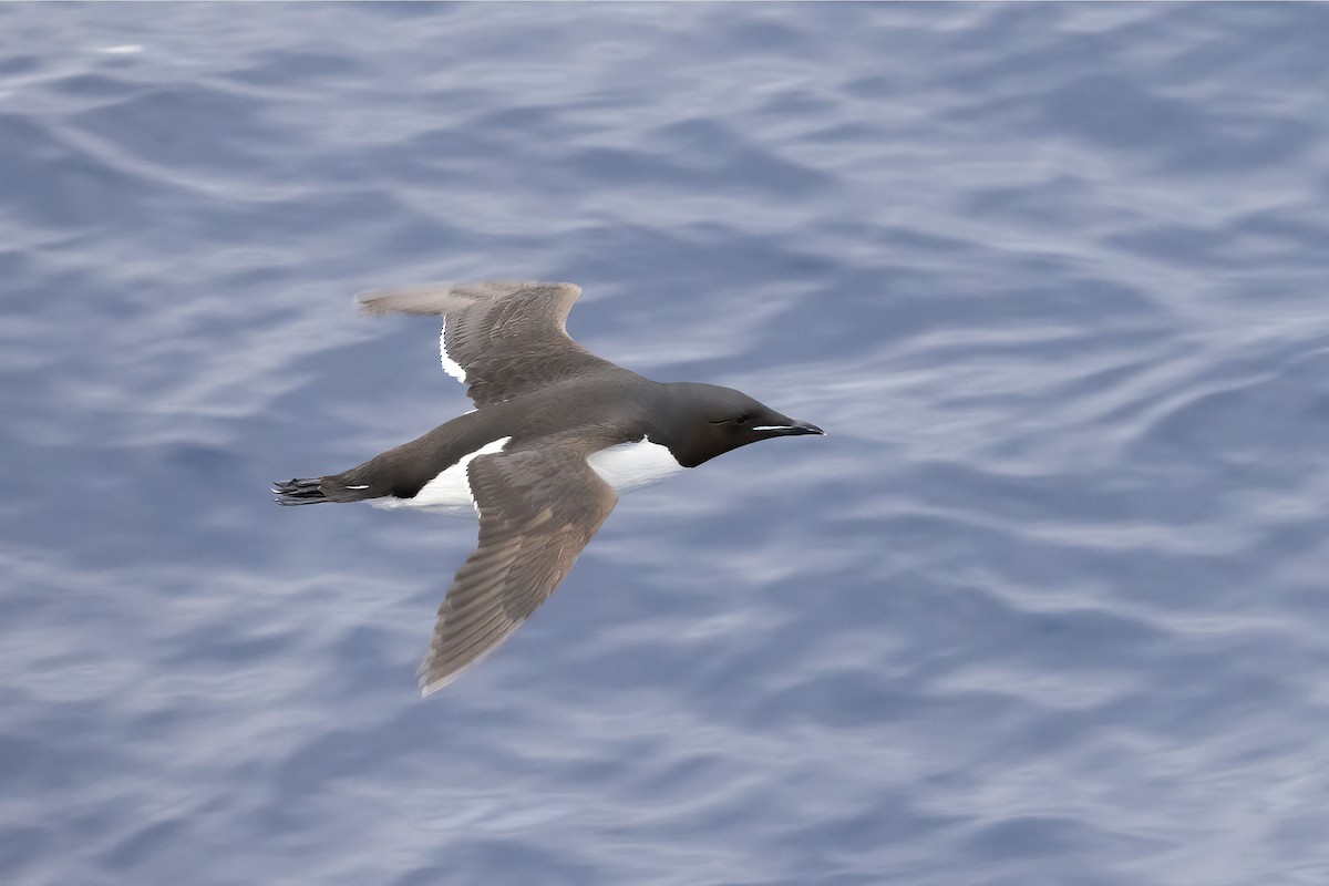 Thick-billed Murre - ML646253282