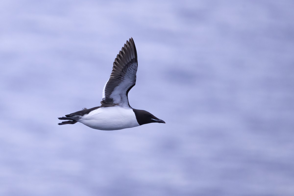 Thick-billed Murre - ML646253283