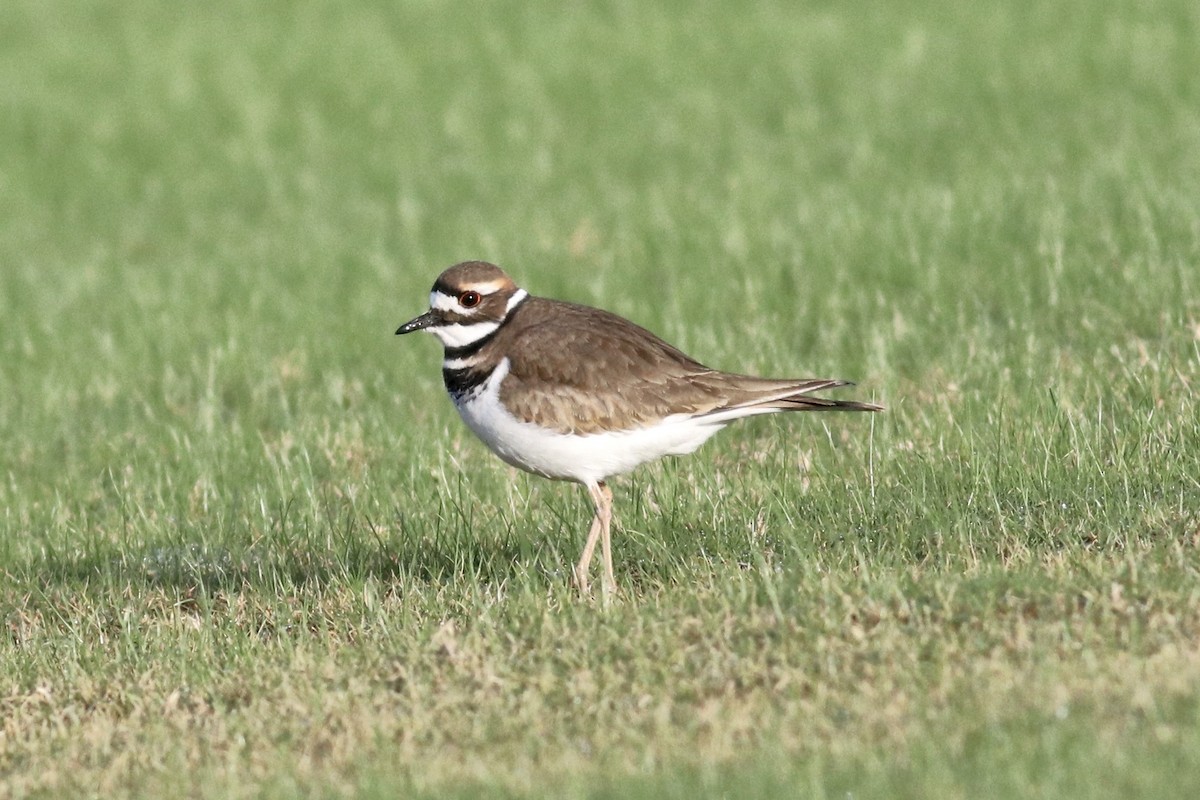 Killdeer - ML646253288
