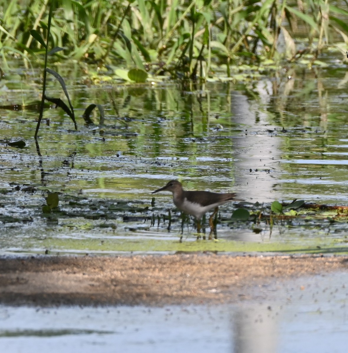 Spotted Sandpiper - ML646253289
