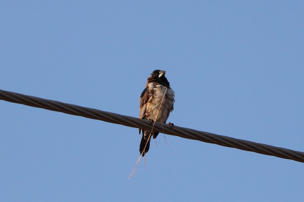 Bronze Mannikin - ML646253294