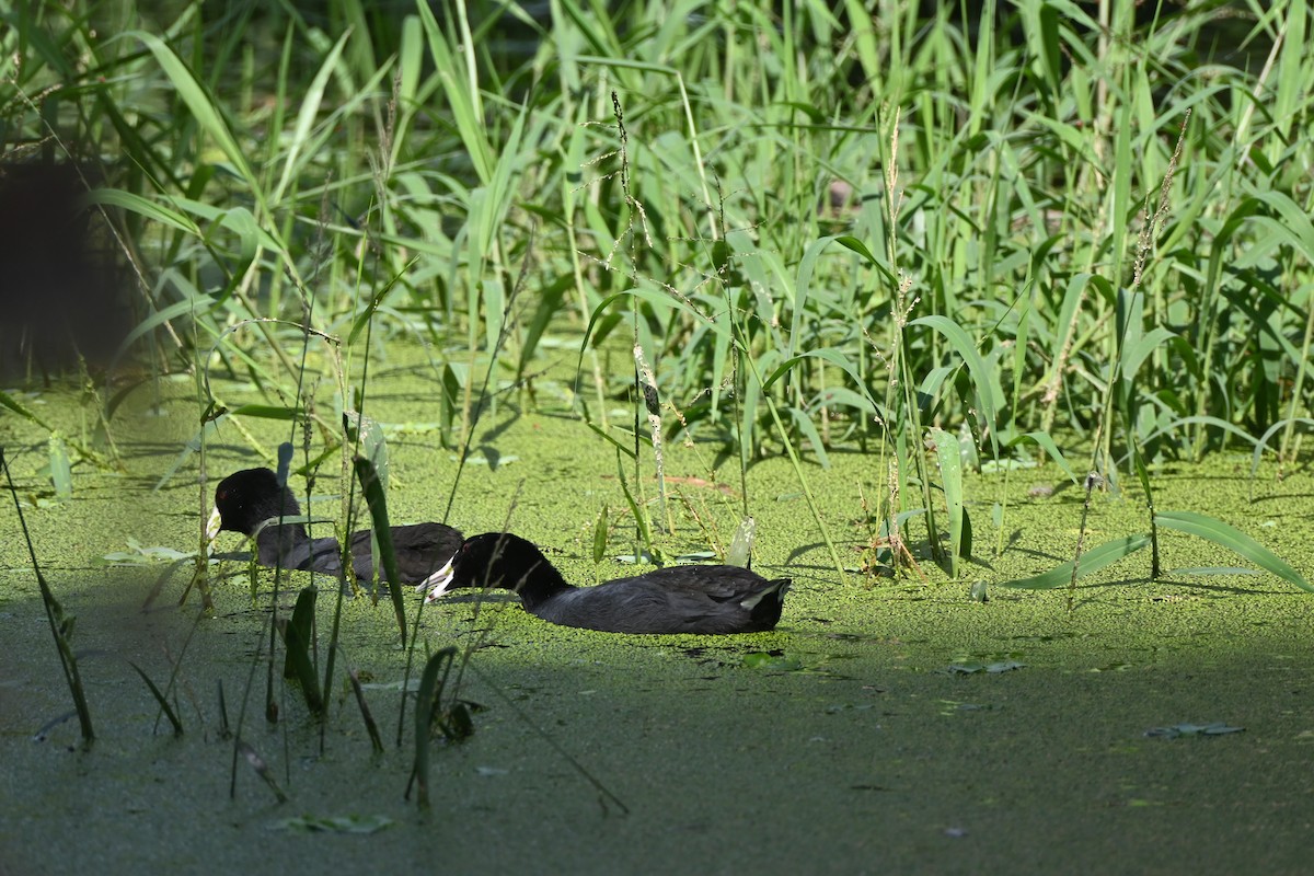 American Coot - ML646253299