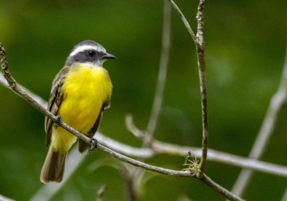 Sosyal Tiran - ML646253300