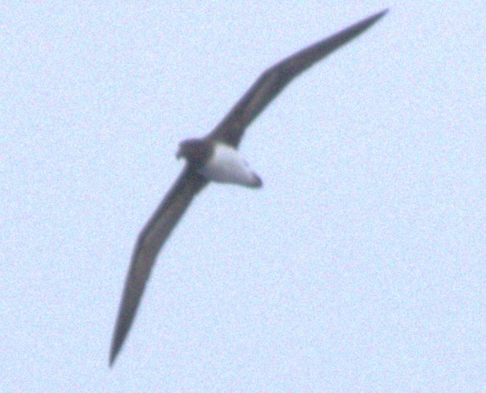 Tahiti Petrel - ML646253302