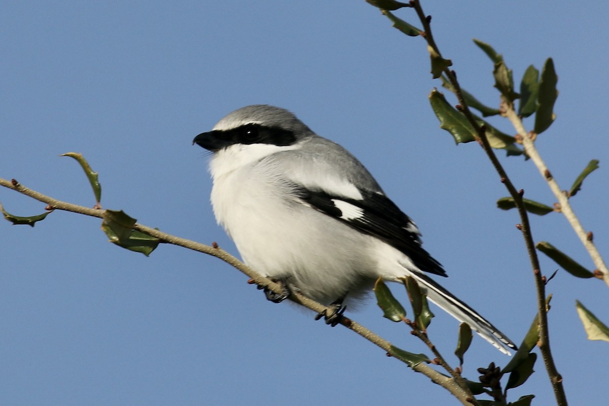 Loggerhead Shrike - ML646253306