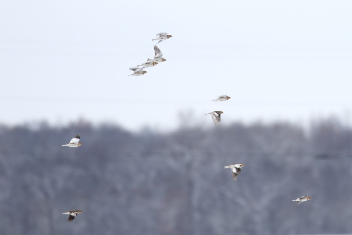 Snow Bunting - ML646253307