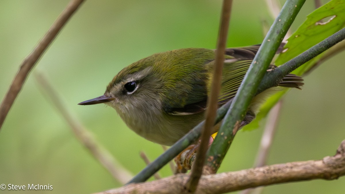 Rifleman - ML646253308