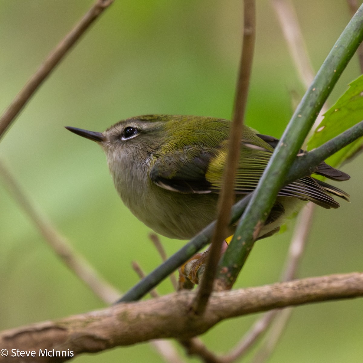 Rifleman - ML646253309