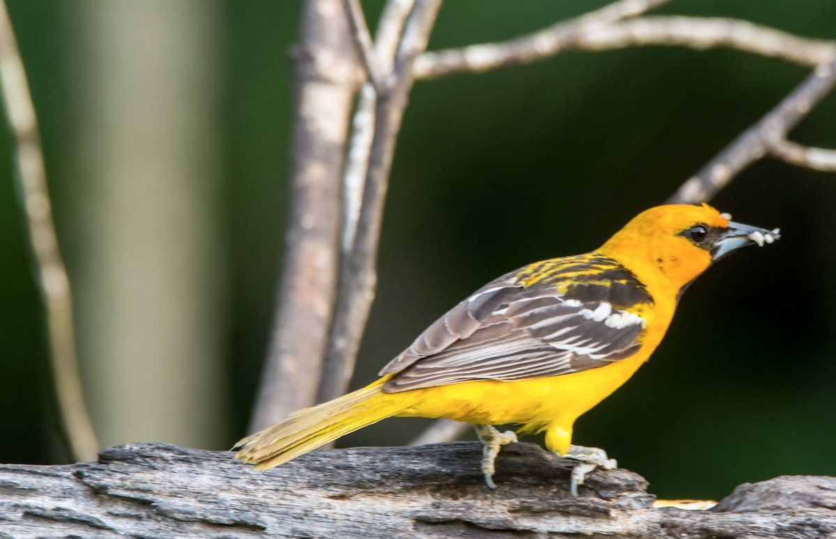 Streak-backed Oriole - ML646253310