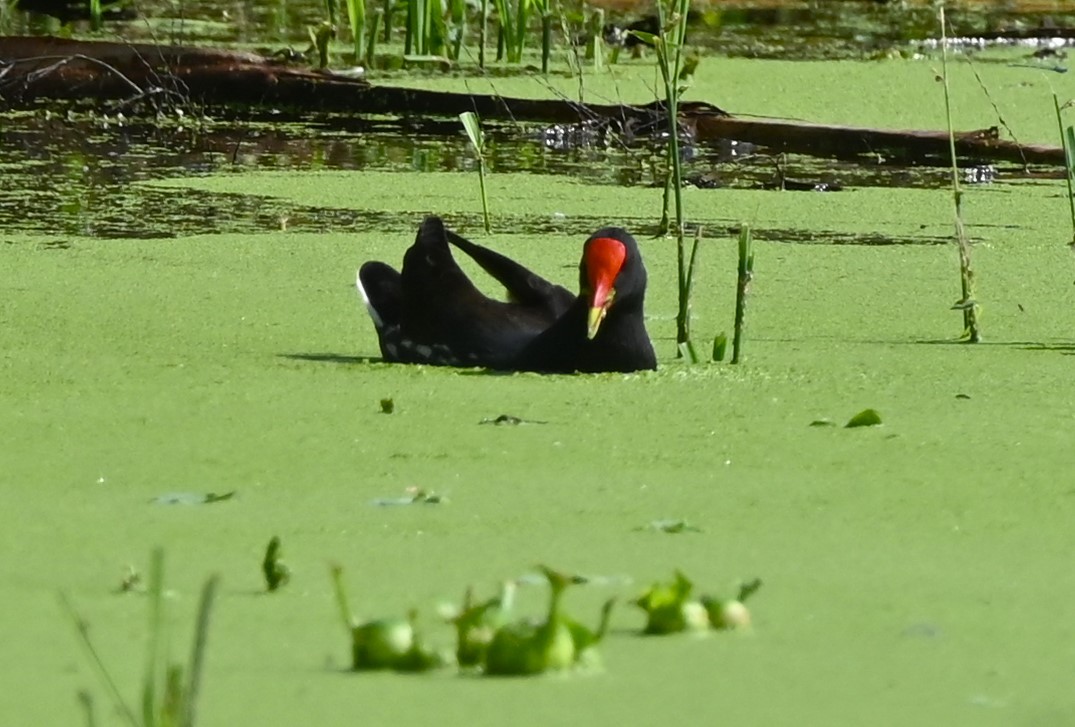 Common Gallinule - ML646253312
