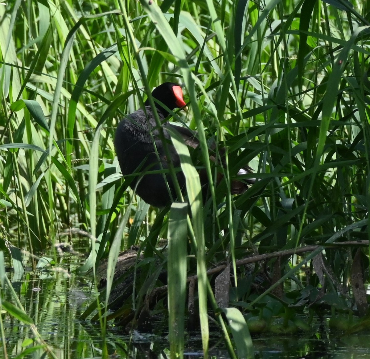 Common Gallinule - ML646253313