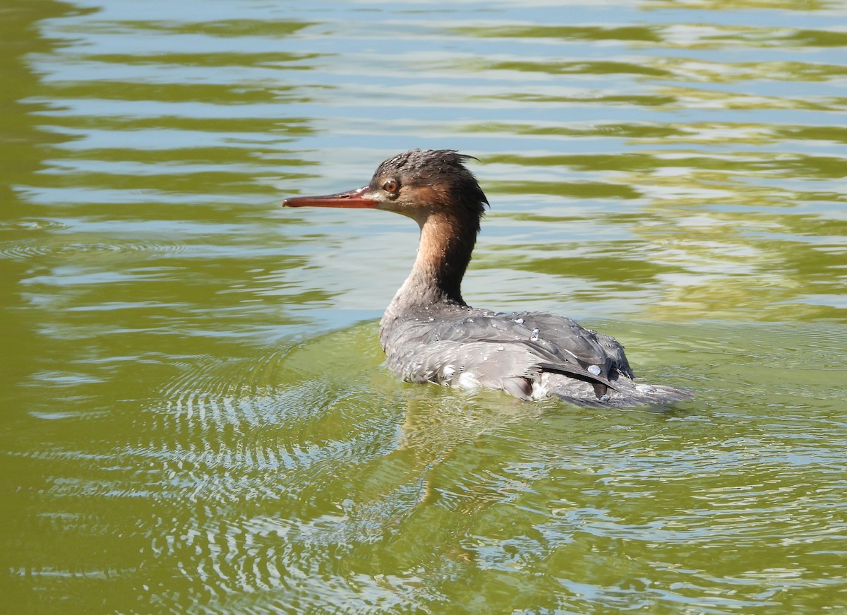 Red-breasted Merganser - ML646253314