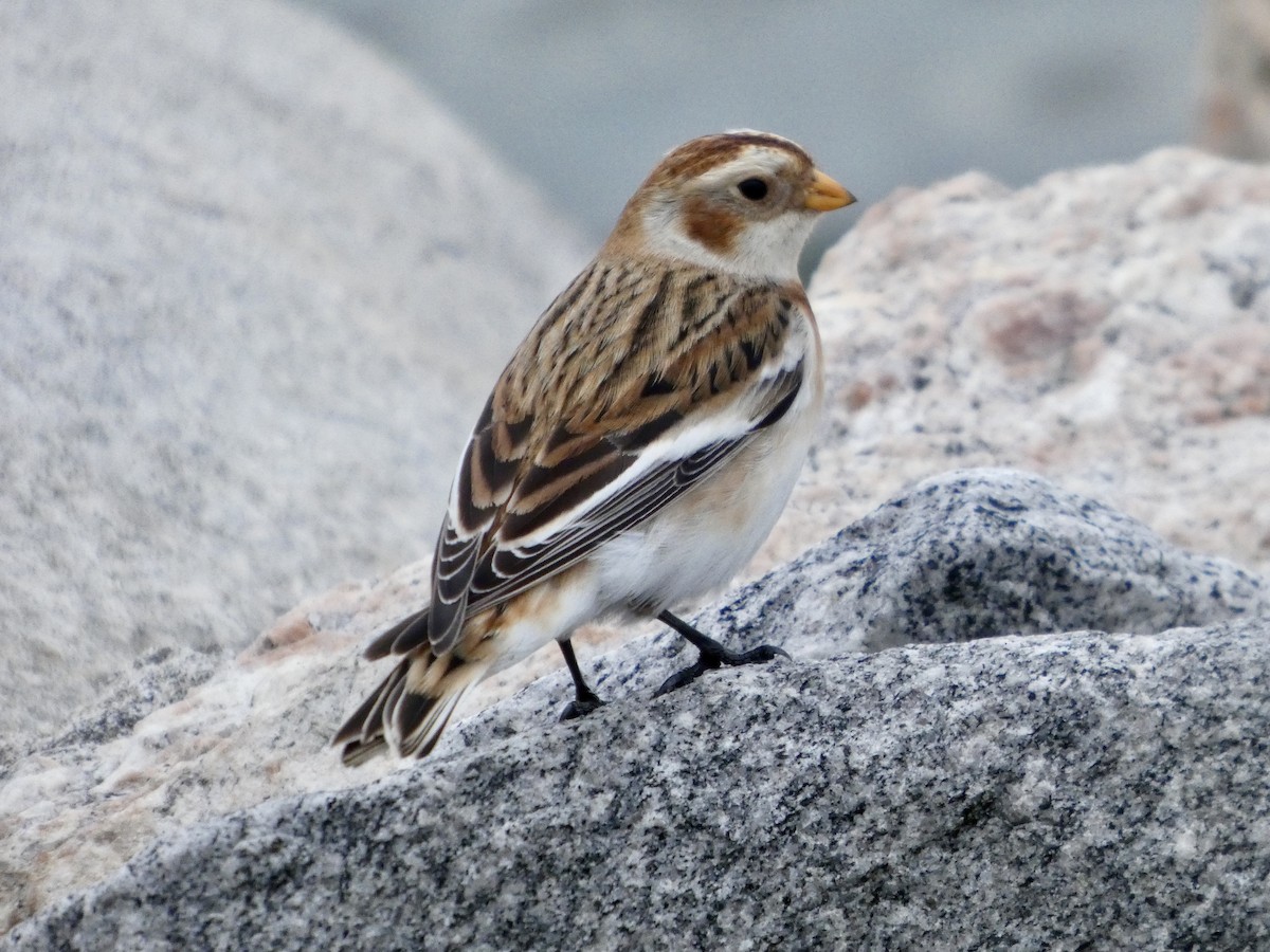Snow Bunting - ML646253317