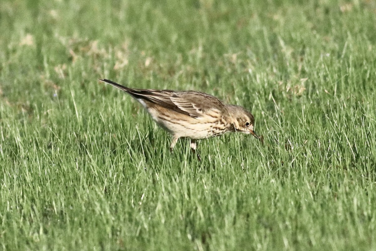 American Pipit - ML646253322