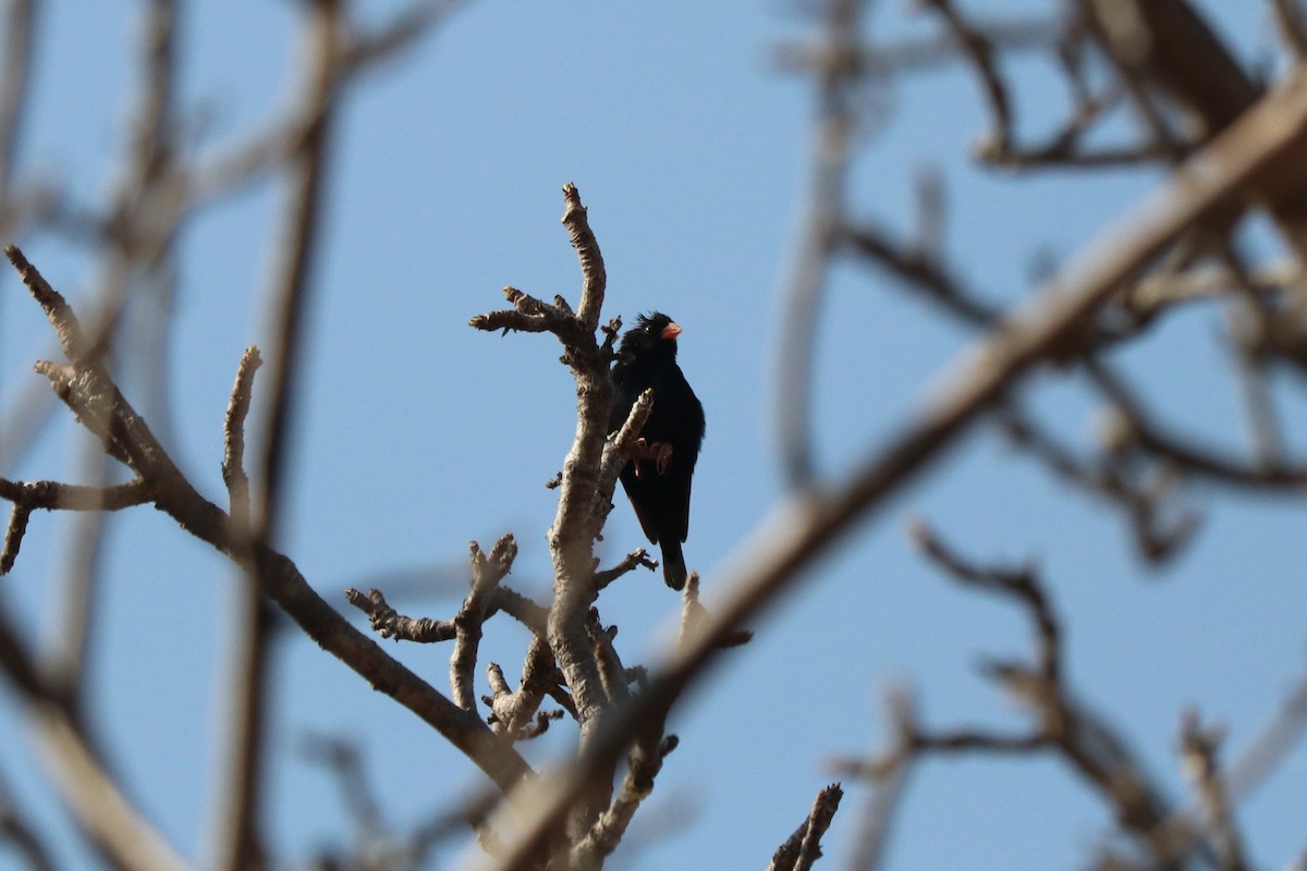 Village Indigobird - ML646253326