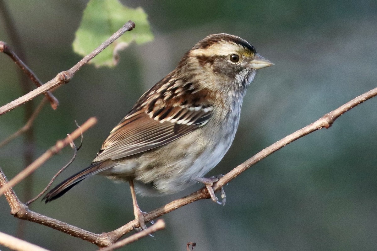 White-throated Sparrow - ML646253333