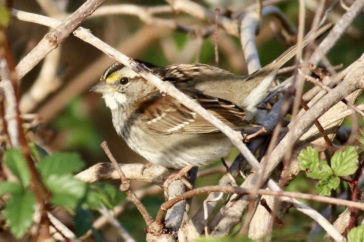 Bruant à gorge blanche - ML646253334