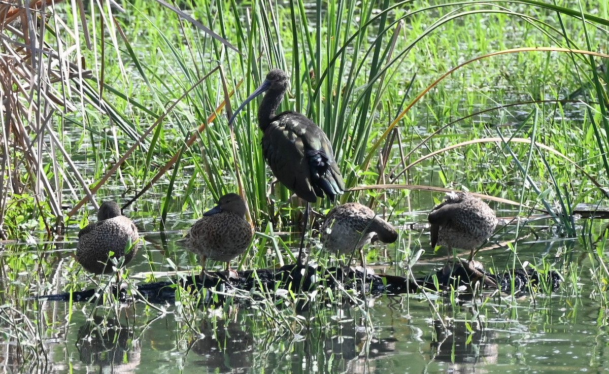 White-faced Ibis - ML646253342