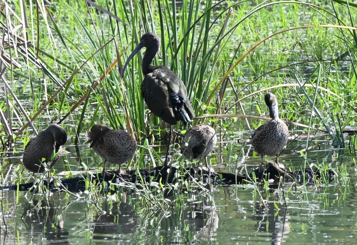 White-faced Ibis - ML646253343