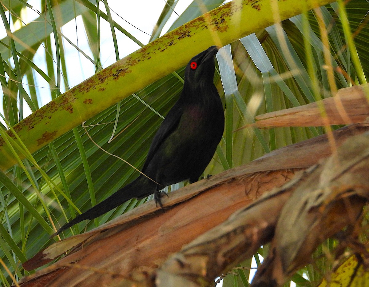 Metallic Starling - ML646253346