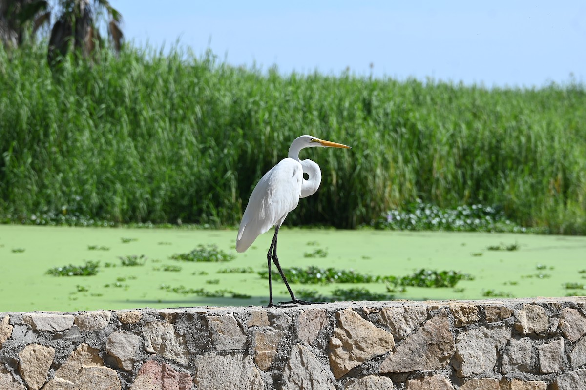 大白鷺 - ML646253359