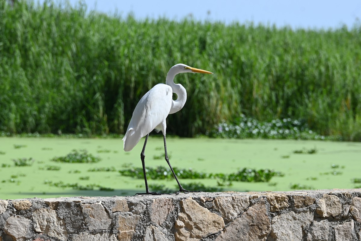 大白鷺 - ML646253360