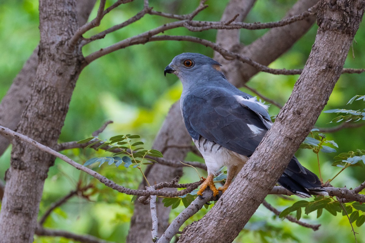 African Cuckoo-Hawk - ML646253368