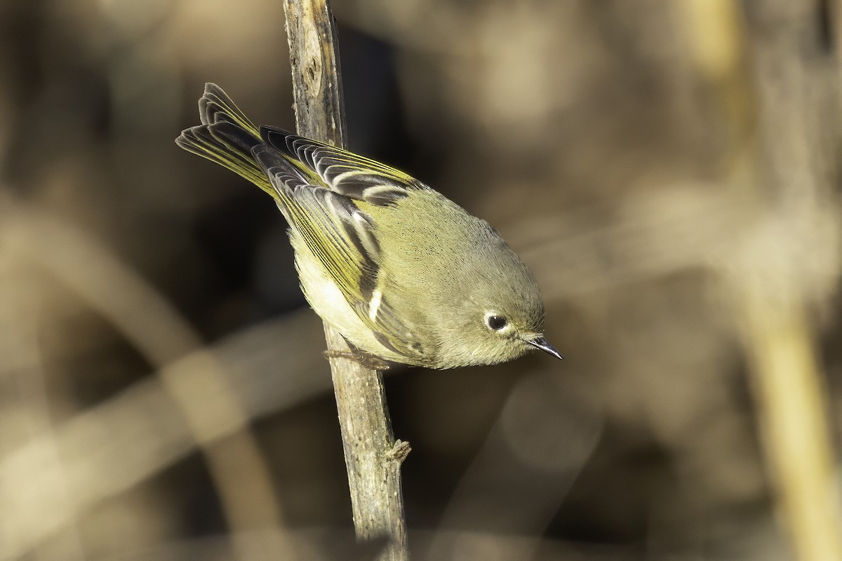 králíček americký - ML646253380