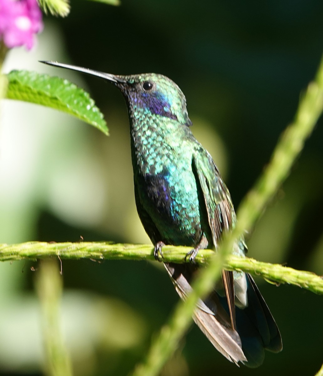 Colibrí Rutilante - ML646253385