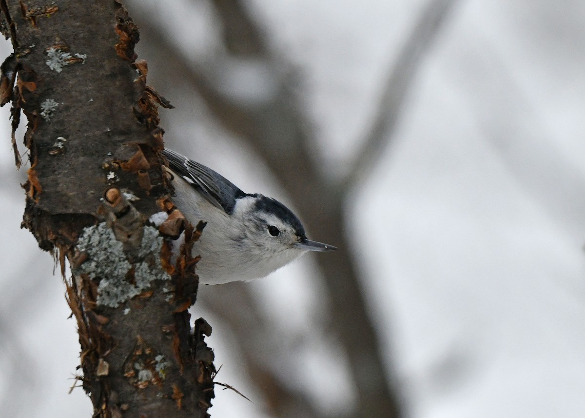 White-breasted Nuthatch - ML646253405