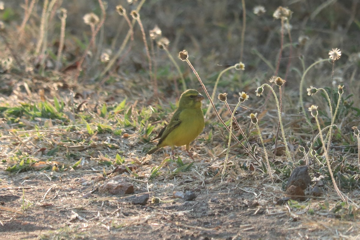 Brimstone Canary - ML646253435