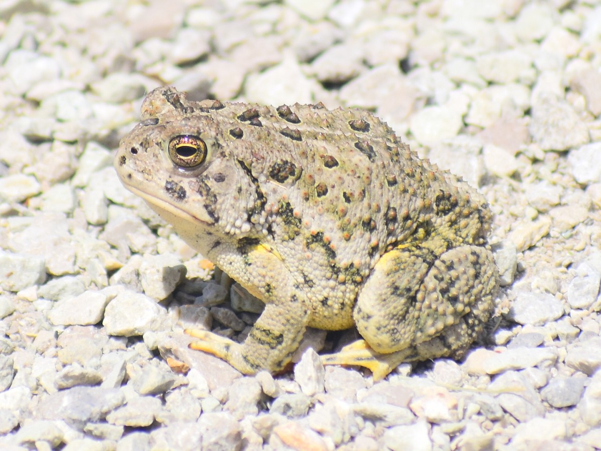 Woodhouse's Toad - ML646253441