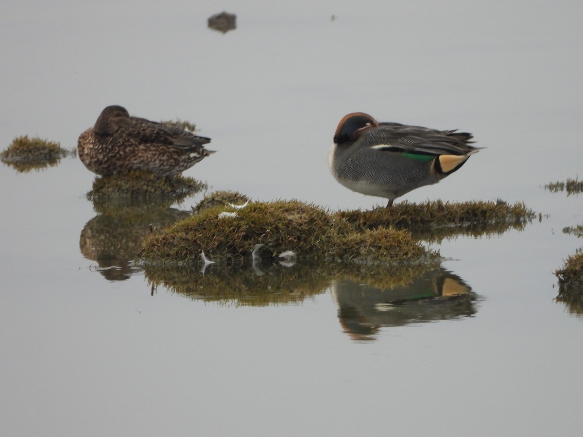 小水鴨 - ML646253447