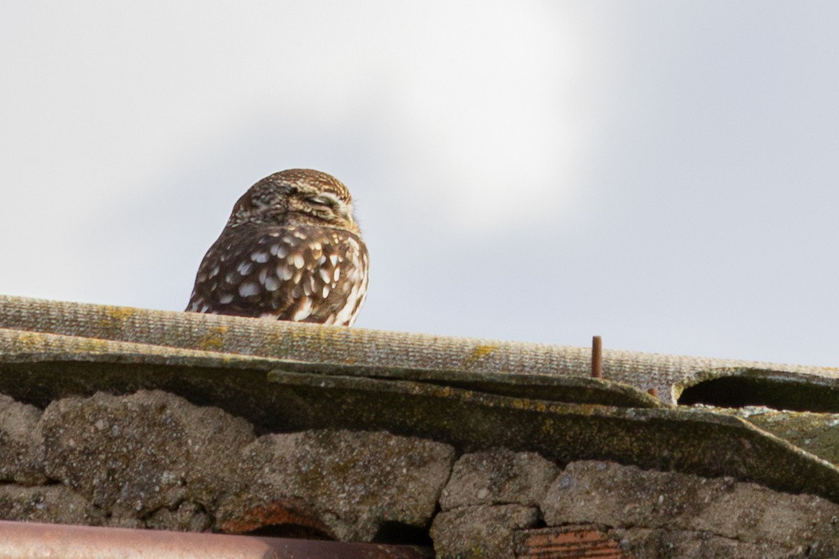 Little Owl - ML646253449