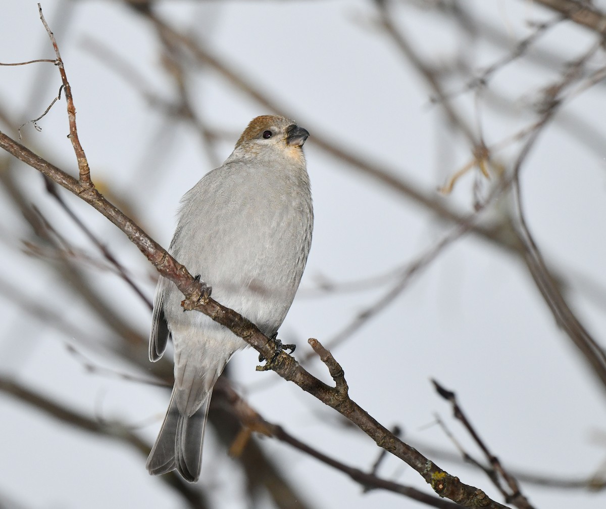 Pine Grosbeak - ML646253452