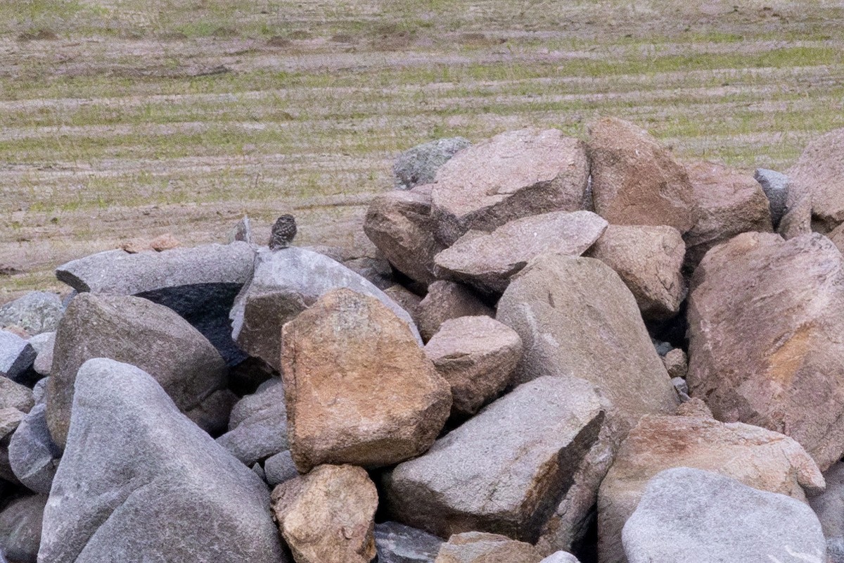 Little Owl - ML646253454