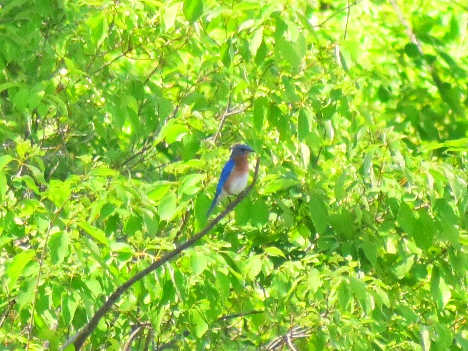 Eastern Bluebird - ML646253456