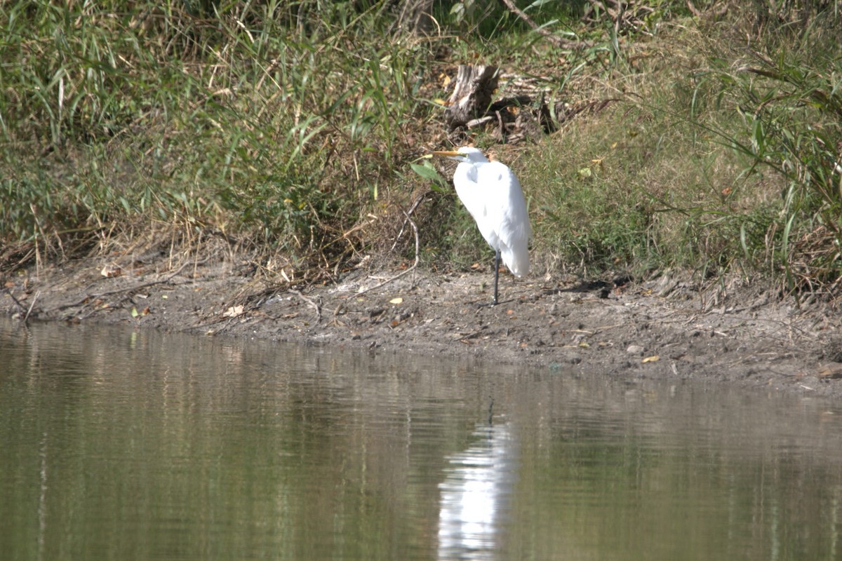 Great Egret - ML646253458