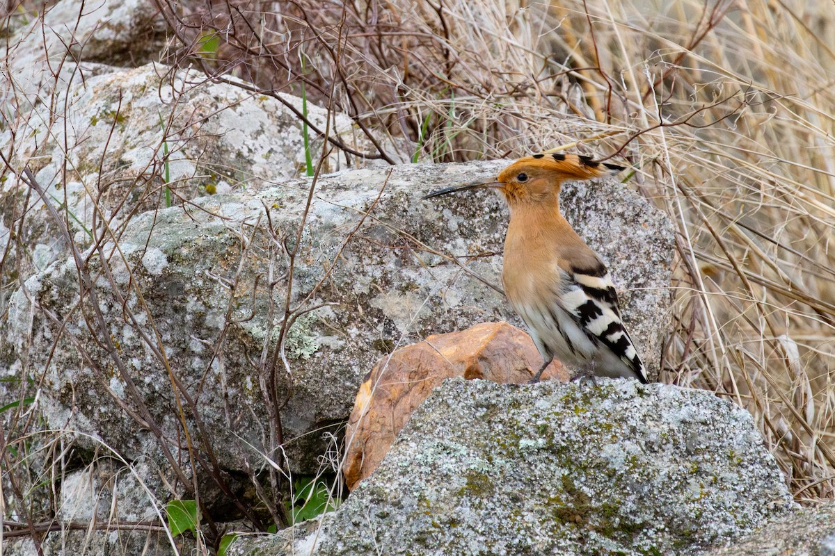 Common Hoopoe - ML646253461