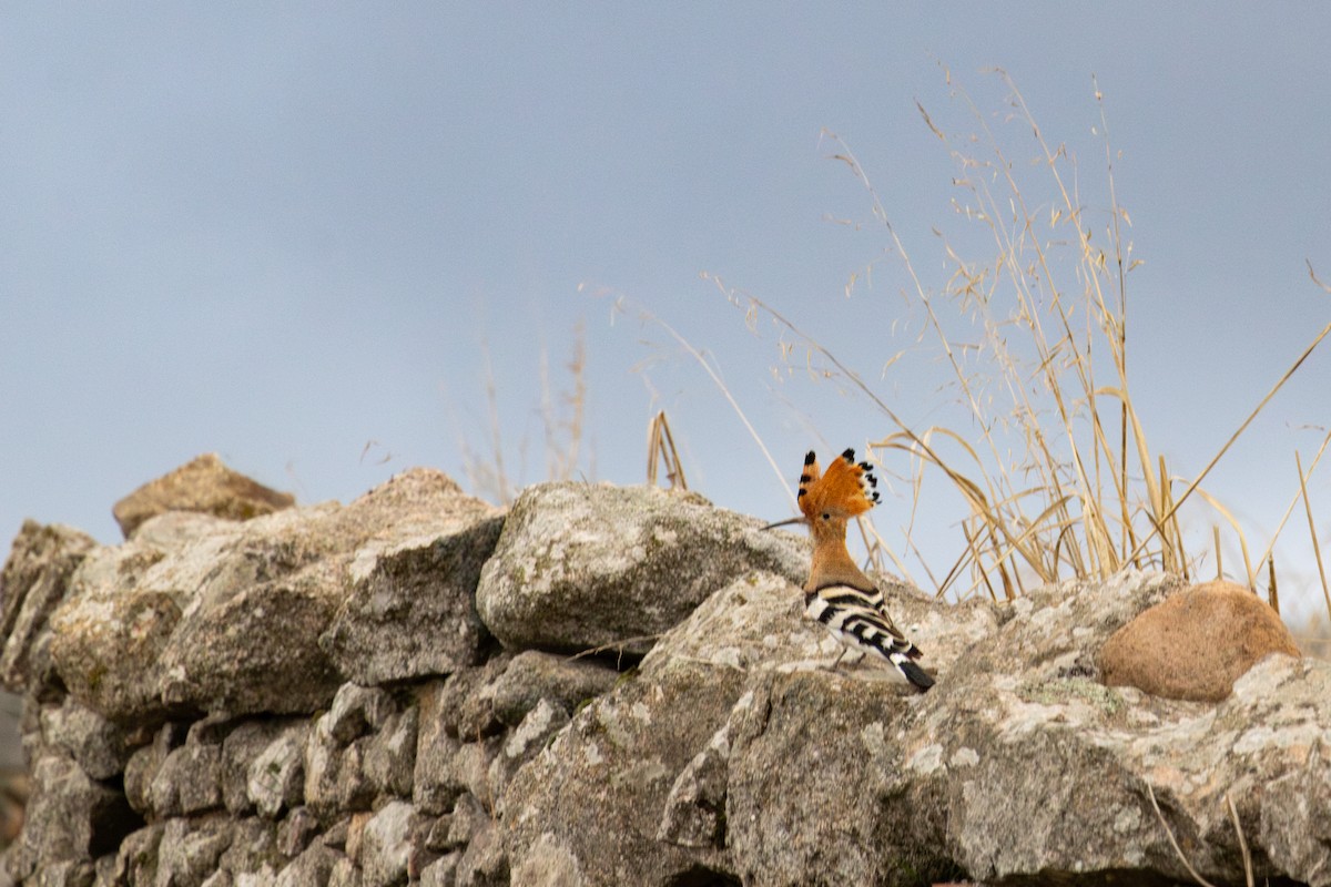 Common Hoopoe - ML646253462