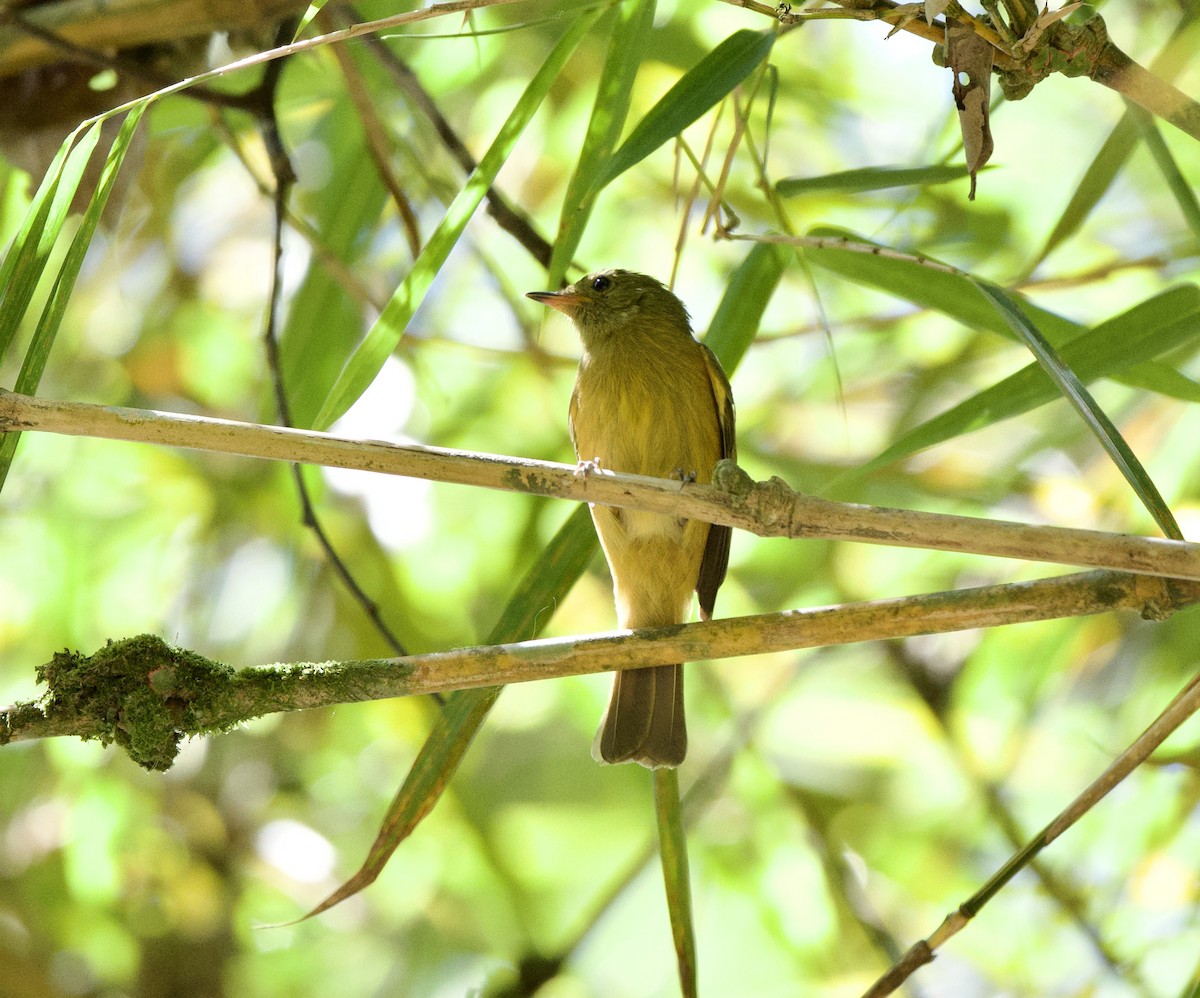 Pipromorphe roussâtre - ML646253468