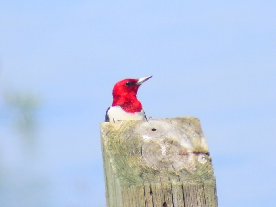 Red-headed Woodpecker - ML646253469