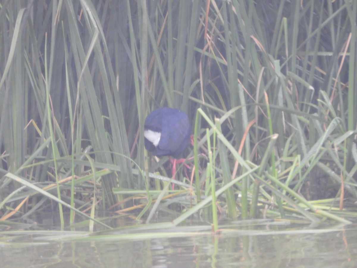Western Swamphen - ML646253470