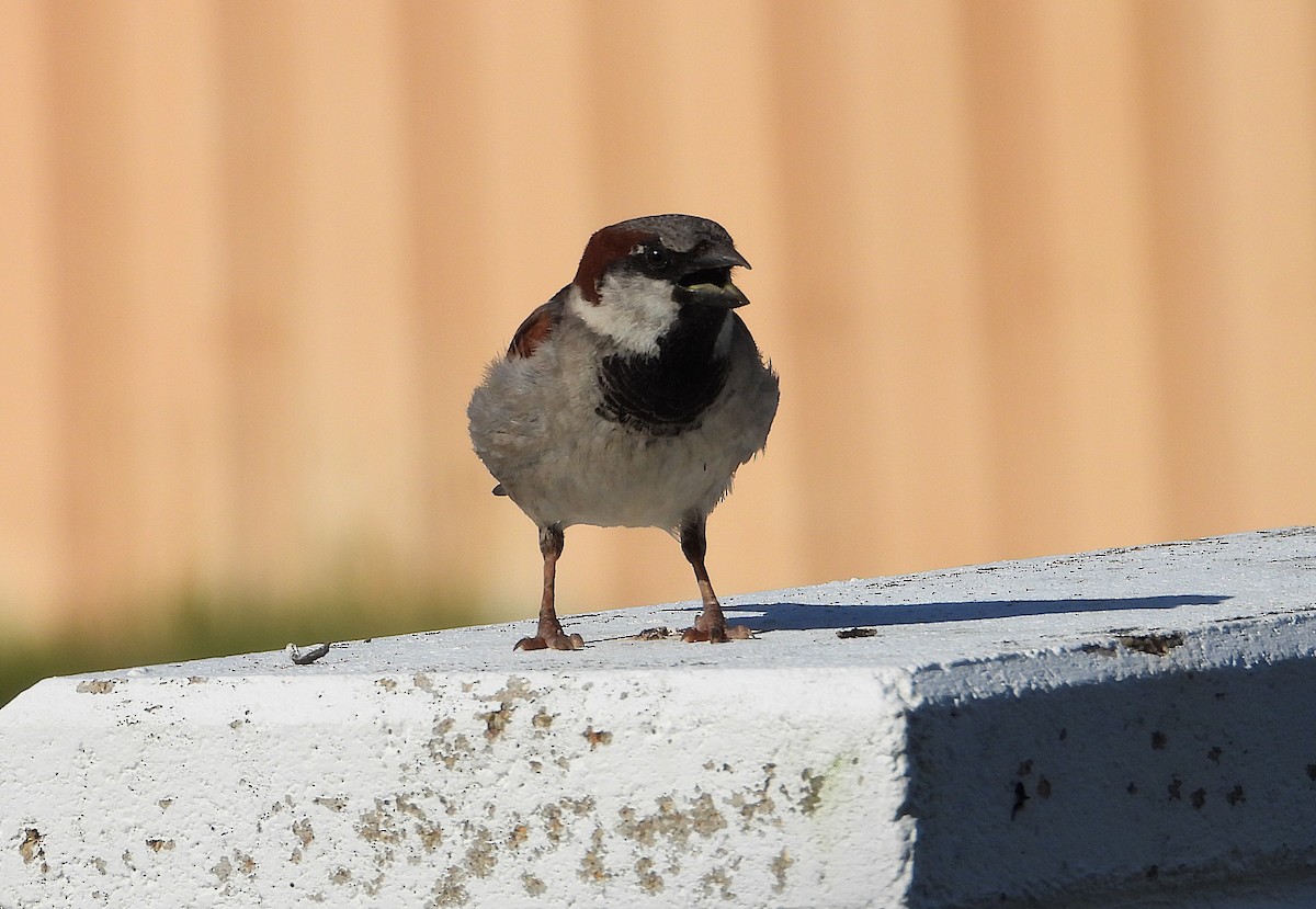 House Sparrow - ML646253471