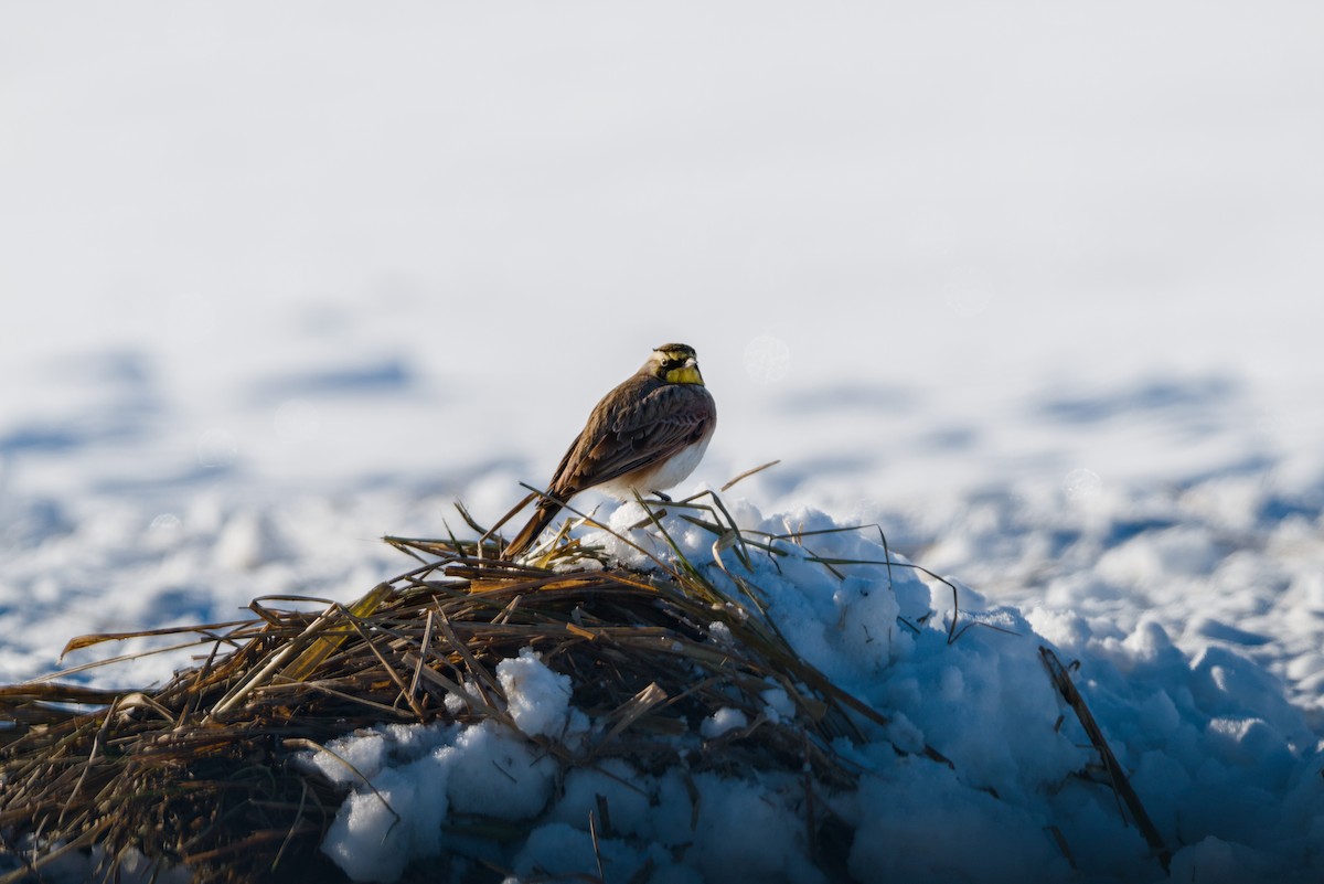 Horned Lark - ML646253473