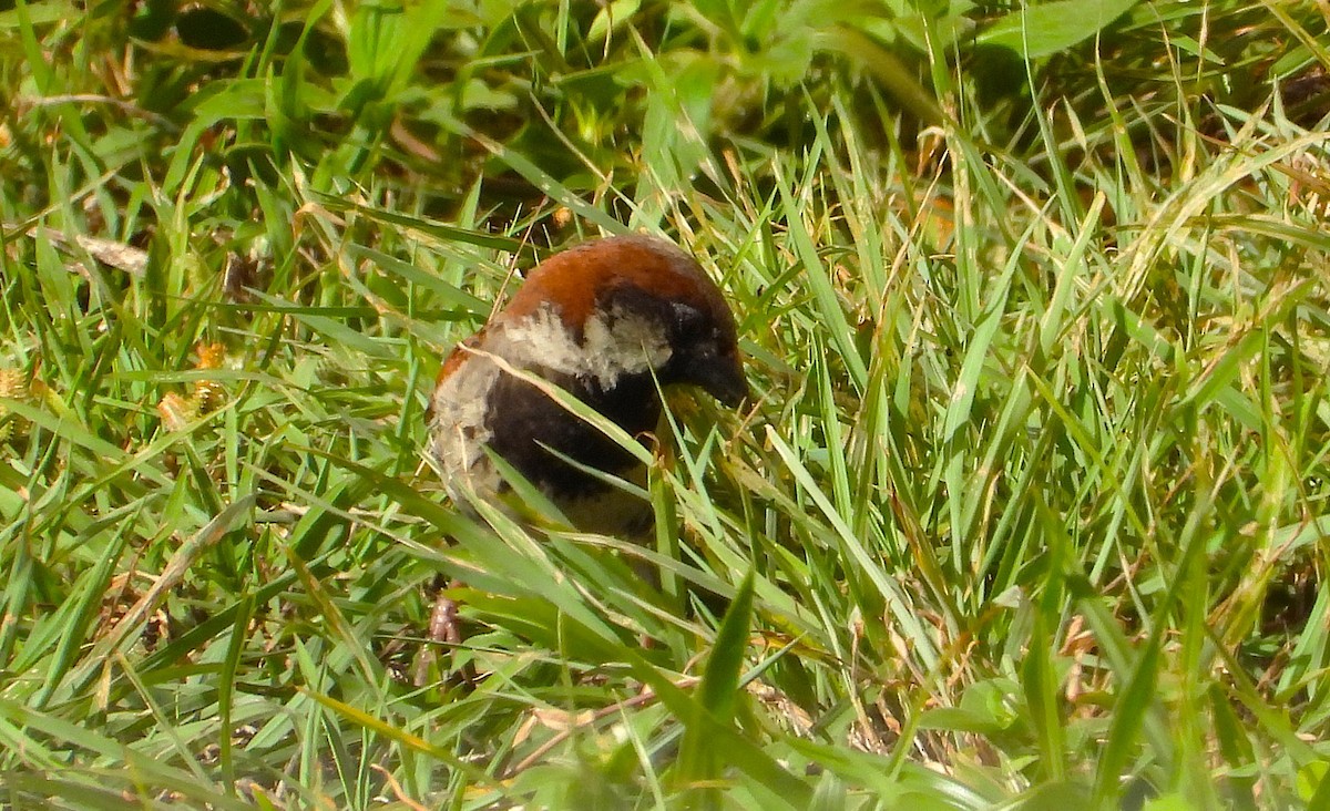 House Sparrow - ML646253474