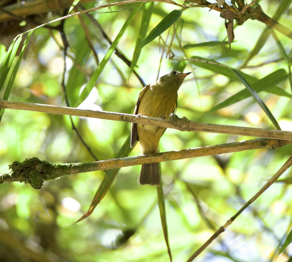 Pipromorphe roussâtre - ML646253475