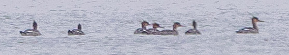 Red-breasted Merganser - ML646253476