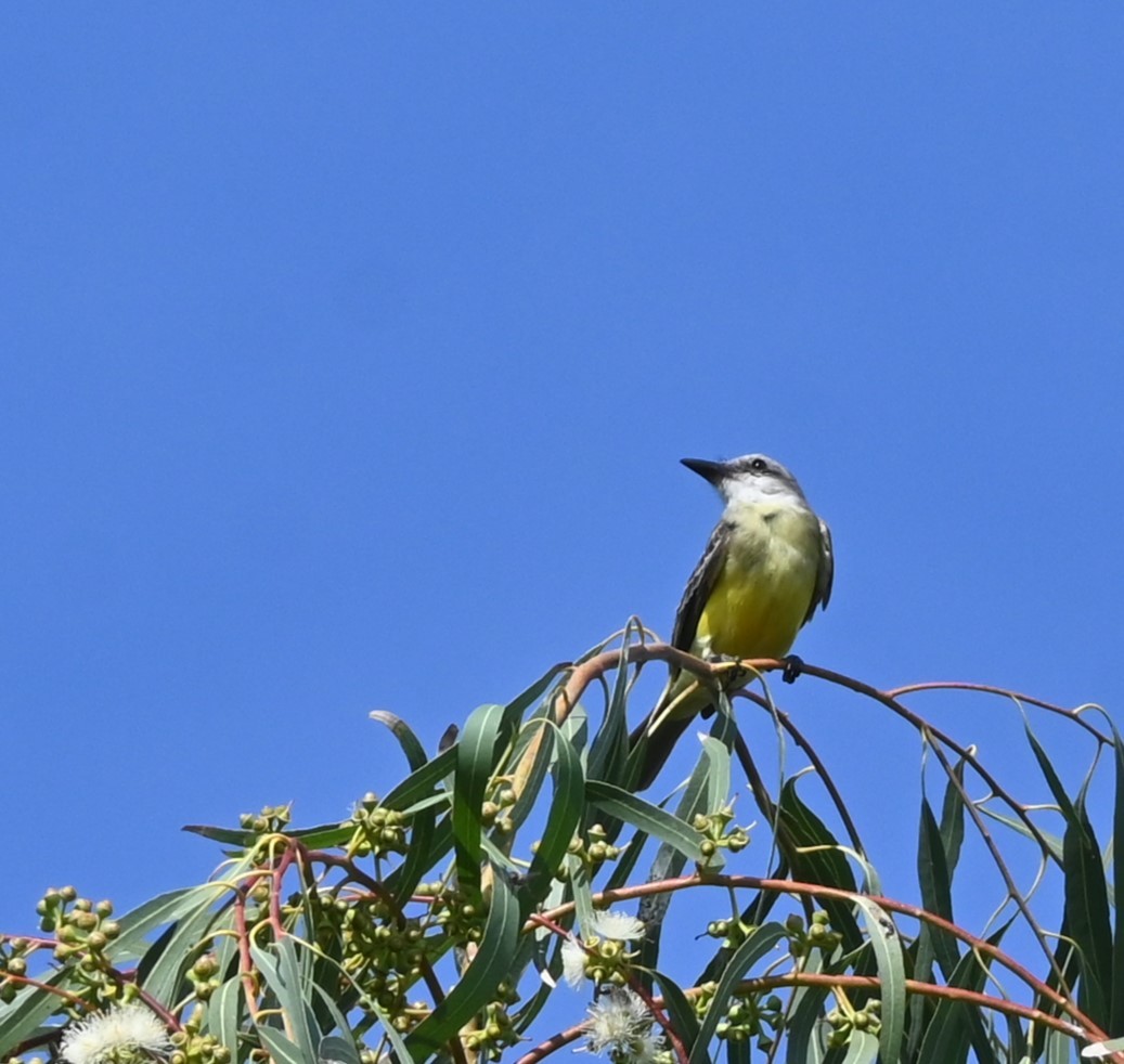 yellow-bellied kingbird sp. - ML646253477